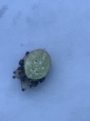 Araneus