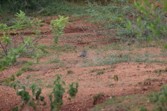Streptopelia senegalensis