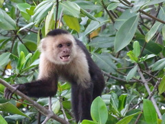 Cebus imitator