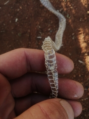 Serpentes