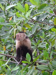 Cebus imitator