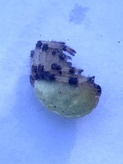 Araneus