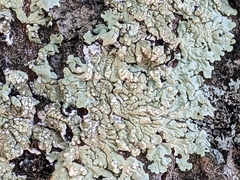 Flavoparmelia soredians