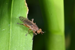 Elgiva solicita