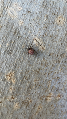 Steatoda grossa