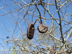 Libidibia paraguariensis