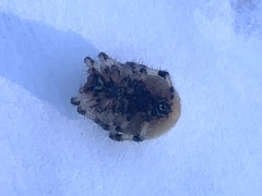 Araneus