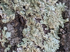 Flavoparmelia soredians