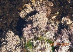 Corallina officinalis