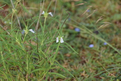 Leucas