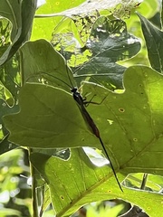 Dolichomitus irritator