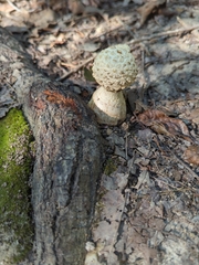 Coprinopsis variegata