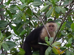 Cebus imitator
