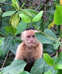 Cebus imitator