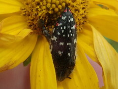Acmaeodera rubronotata