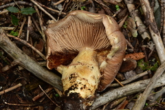 Cortinarius infractus