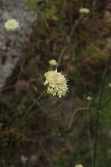 Cephalaria