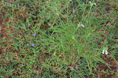 Leucas