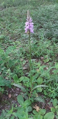 Dactylorhiza fuchsii
