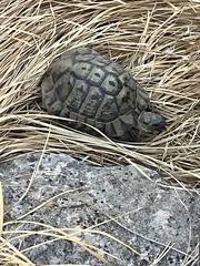 Testudo hermanni