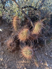 Echinocereus engelmannii engelmannii