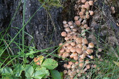 Armillaria borealis