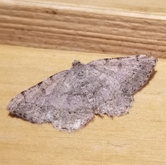 Digrammia ocellinata