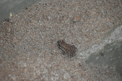 Duttaphrynus melanostictus