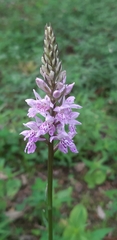 Dactylorhiza fuchsii