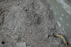 Duttaphrynus melanostictus