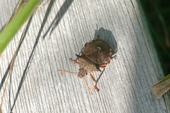 Picromerus bidens
