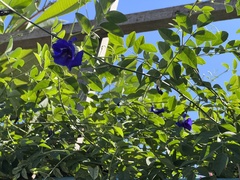 Clitoria ternatea