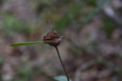 Phylloporia amplectens
