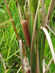 Typha domingensis