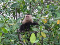 Cebus imitator
