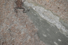 Duttaphrynus melanostictus