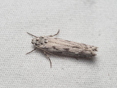 Ethmia discostrigella