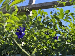 Clitoria ternatea
