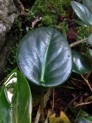 Peperomia maculosa