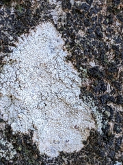 Lecanoraceae
