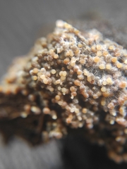 Nectriaceae