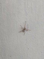 Larinioides sclopetarius