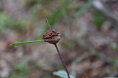 Phylloporia amplectens