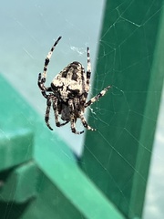 Araneus angulatus