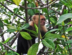 Cebus imitator
