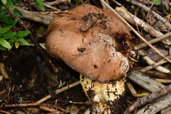 Cortinarius infractus