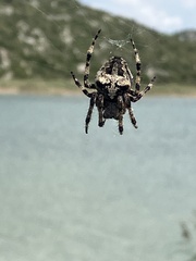 Araneus angulatus