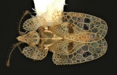 Corythucha floridana