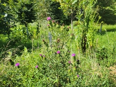 Cirsium vulgare