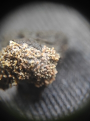Nectriaceae